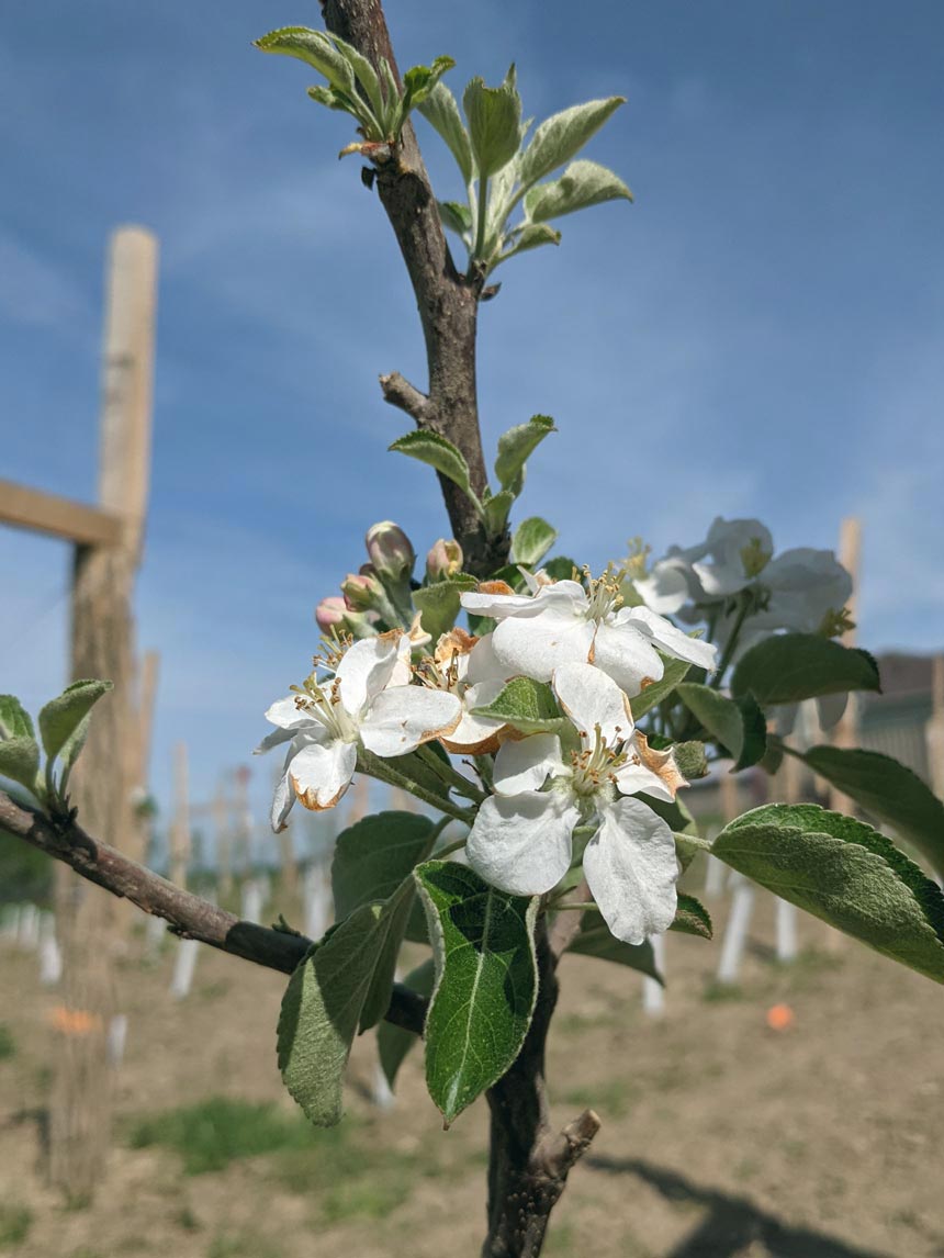 Our blossoms