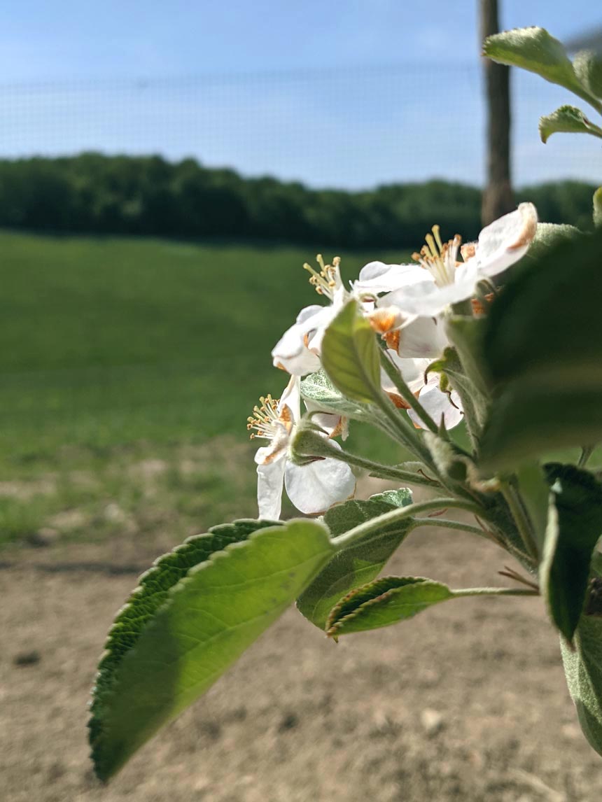 Our blossoms