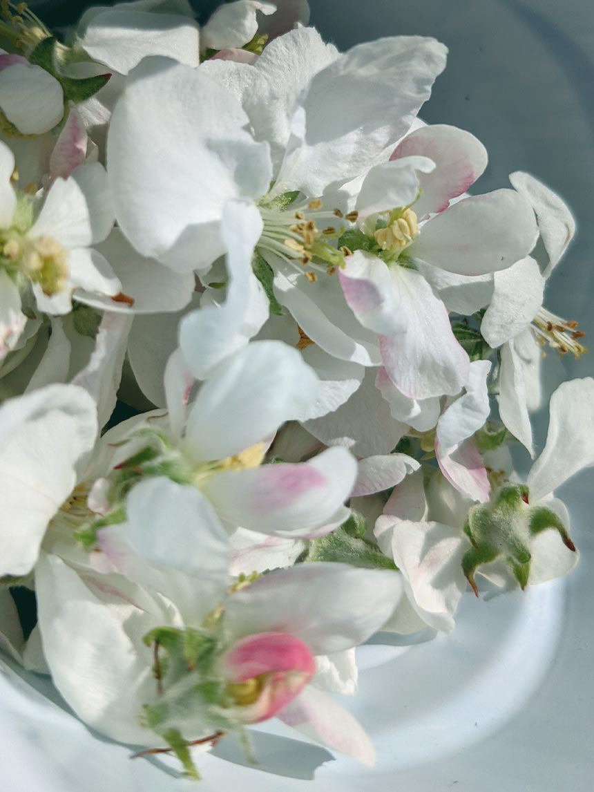 Clipping blossoms