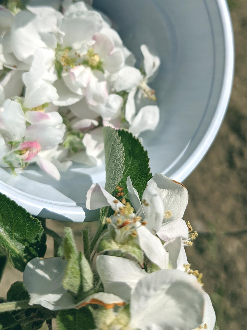 Clipping blossoms