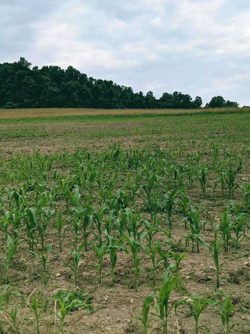 Our corn fields