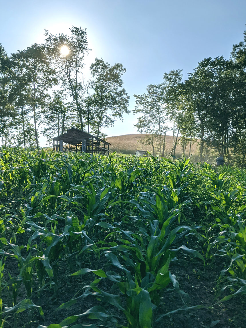 Our corn fields