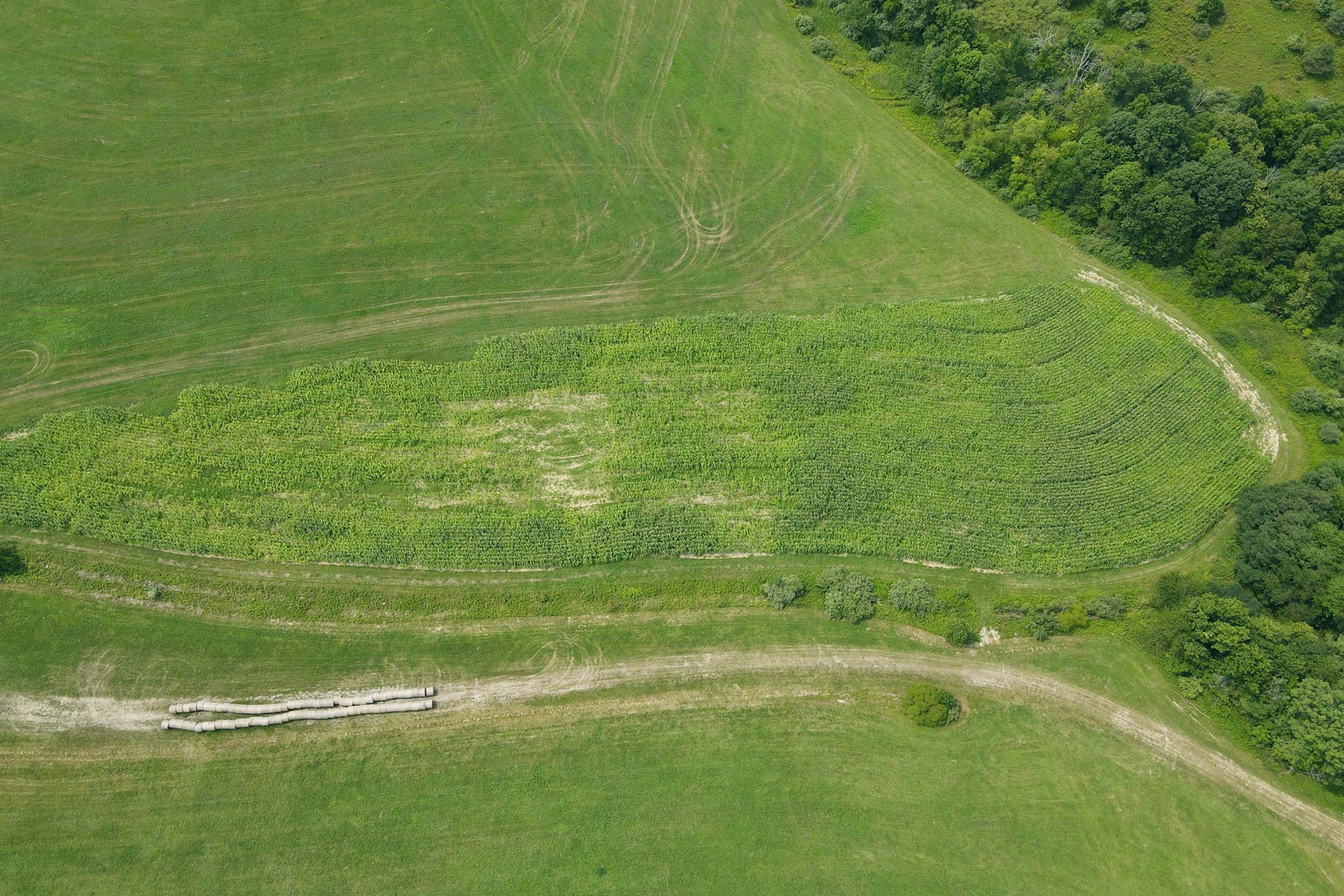 Our corn field N.1