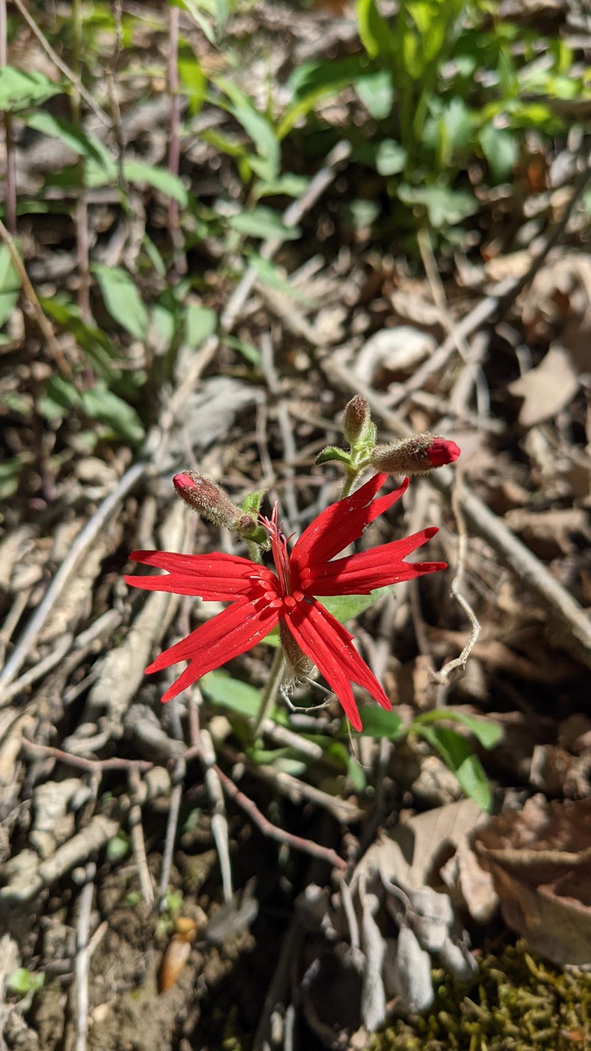 Our native flora