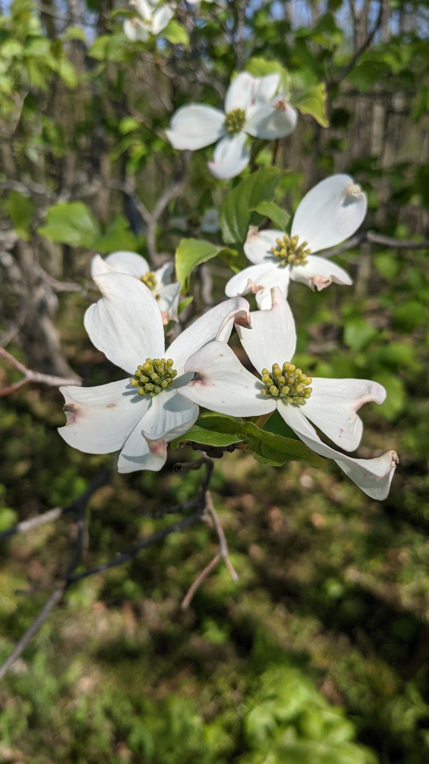 Our native flora