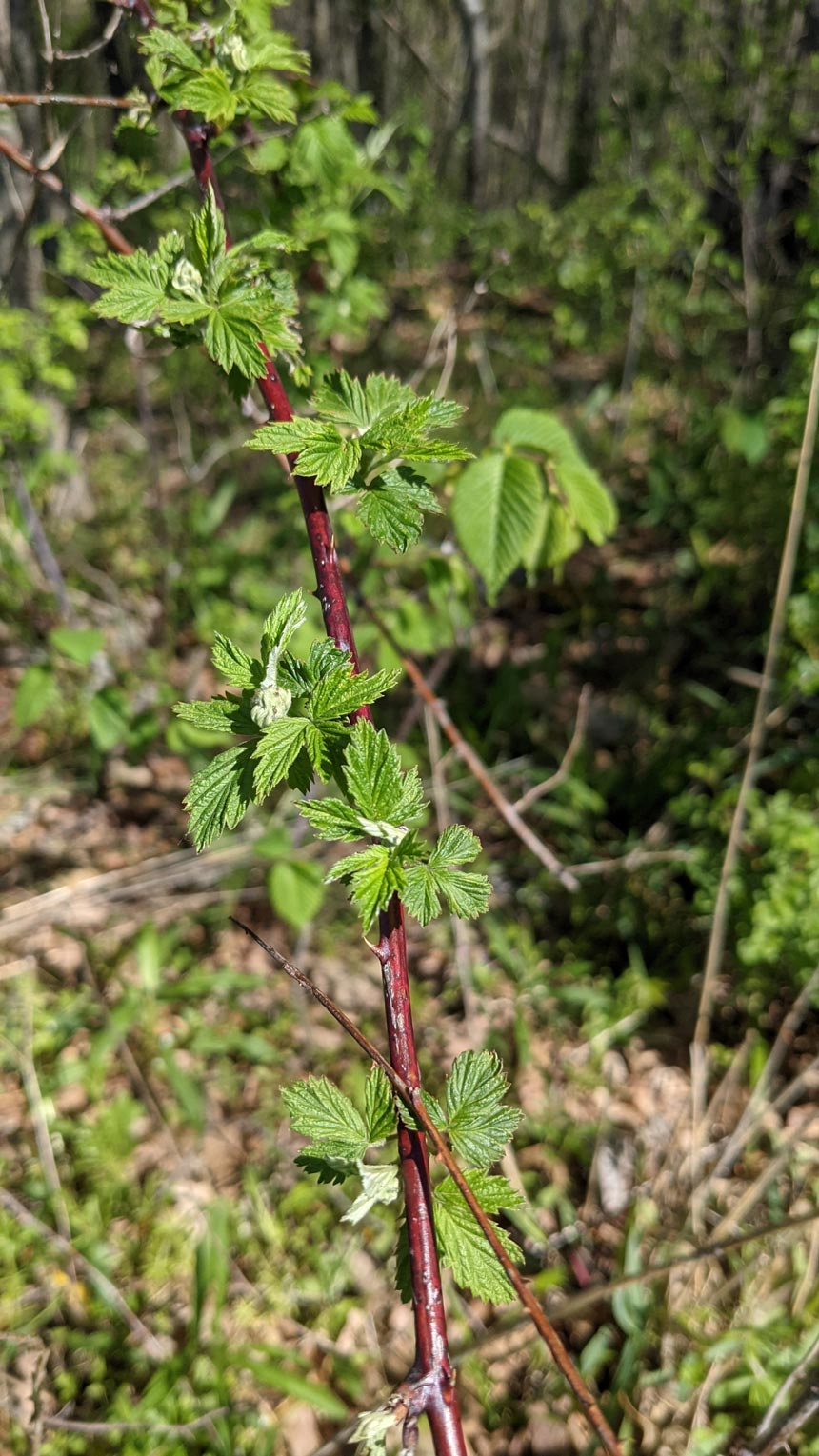 Our native flora