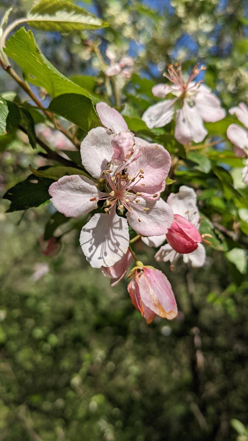 Our native flora