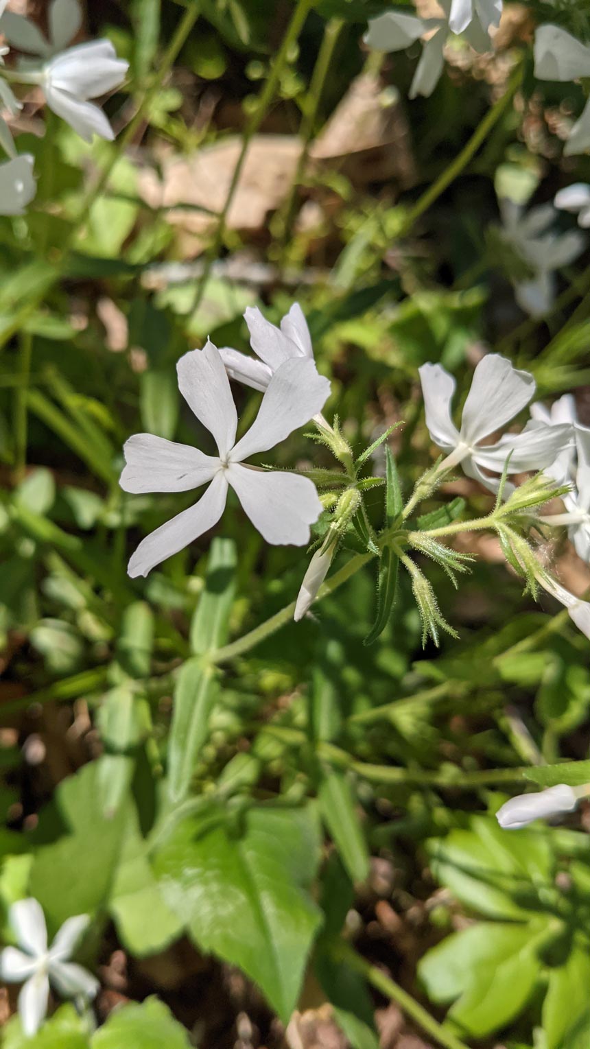 Our native flora